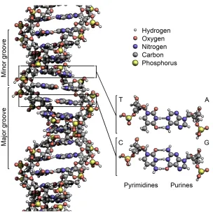 Figure 2.1: Multi-agent Computational Model of a DNA Chain