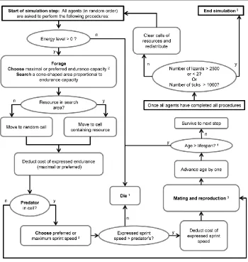 Figure 1: Simulation processes and scheduling.  1   At death, agents record age, number of offspring, and cause of death (predator, depletion of energy, or old age)