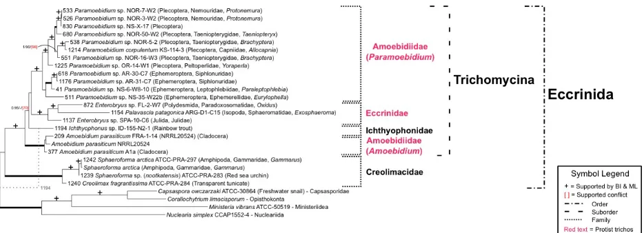 Figure 1.2  MrBayes (BI) consensus tree of the 18S, 28S and HSP70 amino acid combined dataset, with maximum likelihood (ML) and maximum parsimony (MP) values indicated symbolically