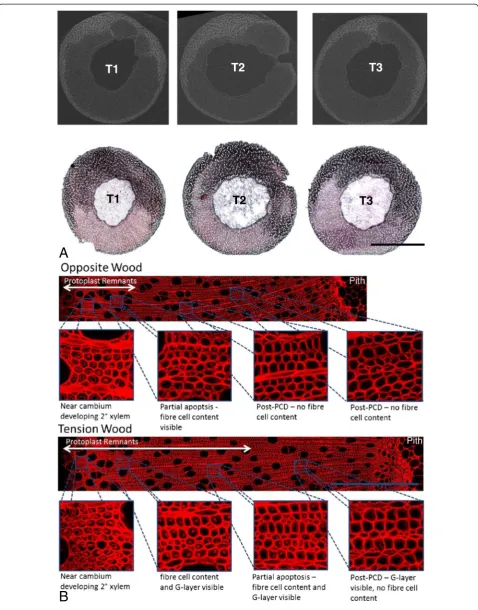Figure 5 (See legend on next page.)