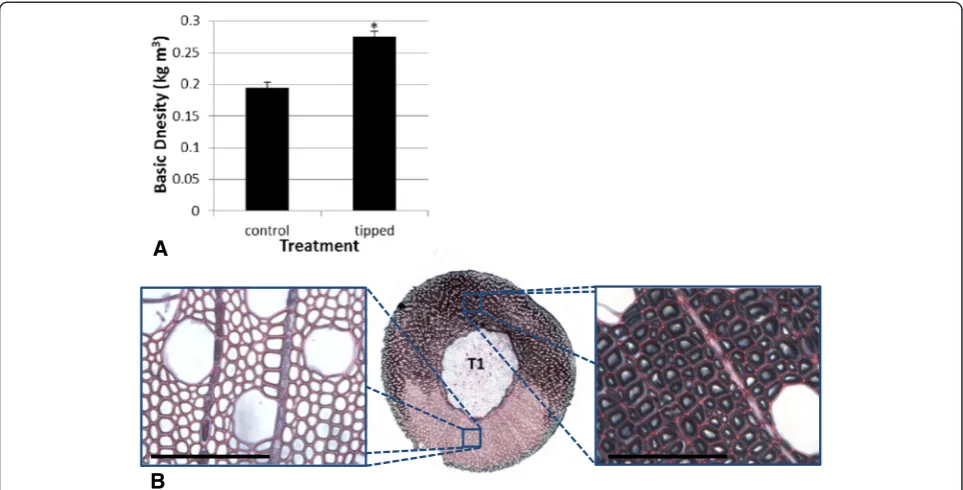 Figure 1 Reaction wood impact on basic density and 2D xylem architecture. A3 months of growth either unperturbed or including 6 weeks of RW induction (tipping at 45° from vertical)