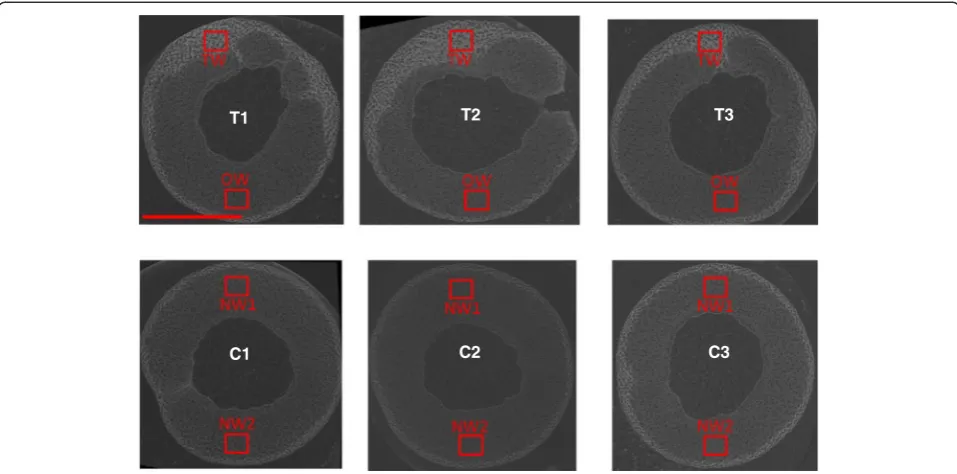 Figure 2 2D transverse X-Ray CT scans. A single representative image from the stack reconstructed from the X-ray CT scanning of each stemsegment