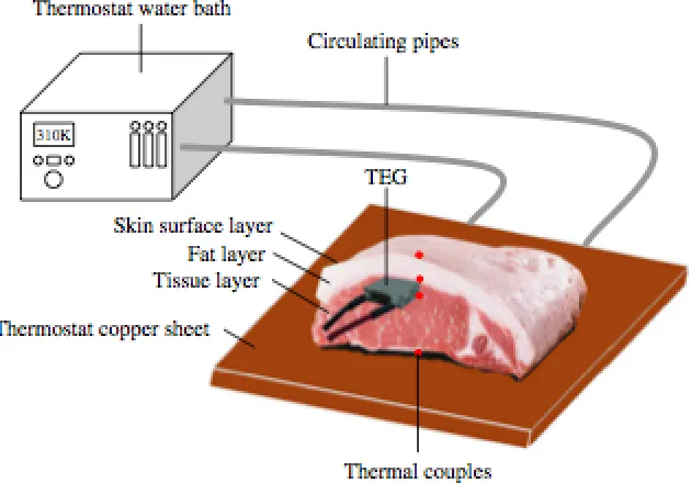Figure 7.  Schematic of in vitro experiment to test voltage output capabilities of a commercially available TEG using a piece of pork [19] 