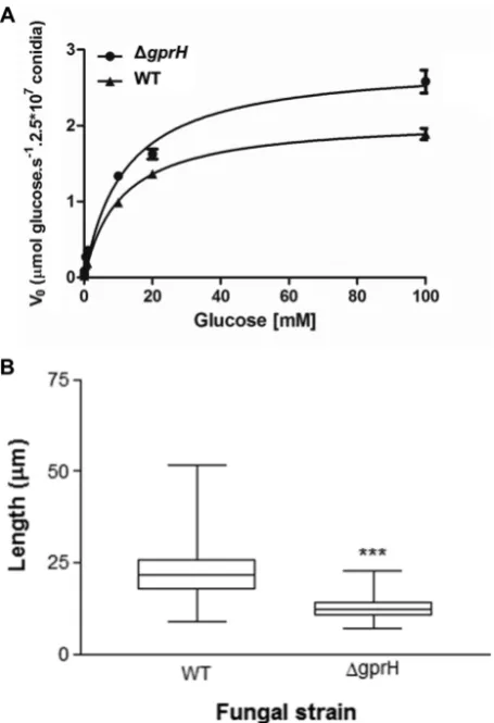 Fig. 7. GprH contributes to glucose uptake and germling growth