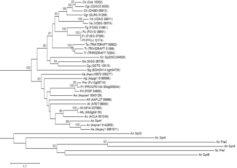 Fig. 1. Conservation of GprH homologues in ﬁlamentous fungi. Phylogeny based on the amino acid sequences of the ﬁlamentous fungalGprH homologues (protein identity greater than 1e-45)