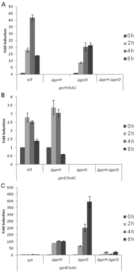 Fig. 2. Carbon starvation induced expression of GprH. The Δ Δ Δ Δ