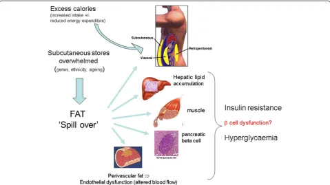 Figure 2 Simple concept of ectopic fat and development of insulin resistance and frank diabetes.such as smoking, may also be relevant but more data are needed to examine this