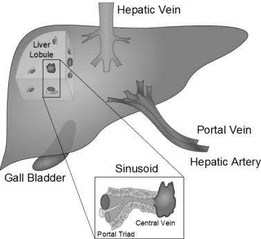 Figure 1.1  intestines to the liver though the portal vein.  Blood mixes in small, permeable capillaries known as sinusoids