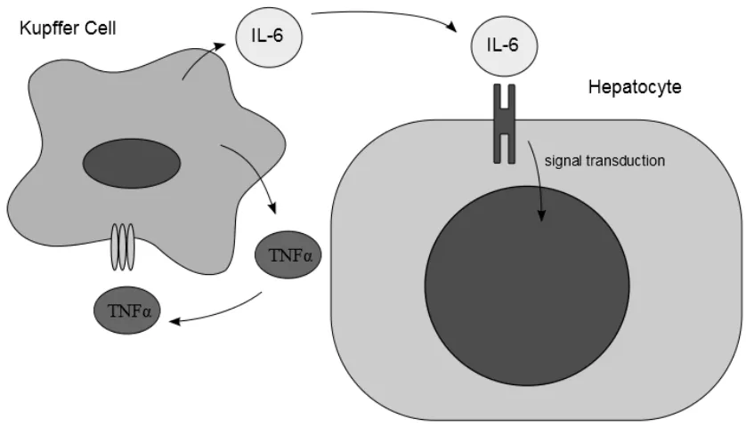 Figure 1.4 KC Prime Hepatocytes to Enter the Cell Cycle. secrete TNFα, which stimulates the secretion of IL-6