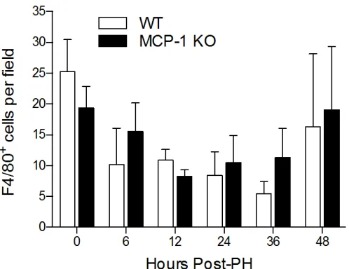 Figure 3.2  MCP-1 KO Mice.Number of Macrophages is Similar in the Liver of Wild Type and   Data represent average number of F4/80+ cells (+/- SEM) in the regenerating liver of wild type and MCP-1 knockout mice at the indicated times after PH