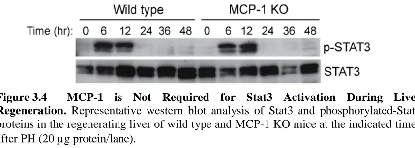 Figure 3.4  proteins in the regenerating liver of wild type and MCP-1 KO mice at the indicated times after PH (20 MCP-1 is Not Required for Stat3 Activation During Liver Regeneration