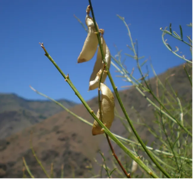 Fig. 3.  Conspicuous oblique, half-ellipsoid, papery pods on an individual Astragalus  cusickii  var