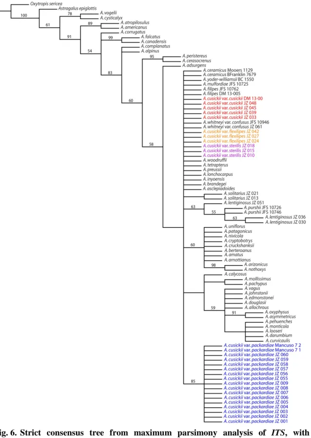 Fig. 6.  Strict consensus tree from maximum parsimony analysis of ITS, with  bootstrap values above branches