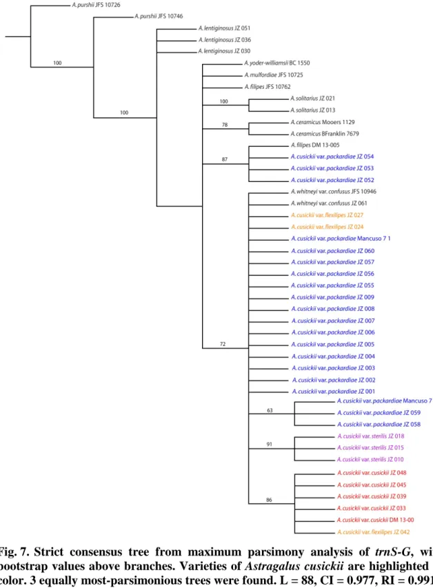 Fig. 7.  Strict consensus tree from maximum parsimony analysis of trnS-G, with  bootstrap values above branches
