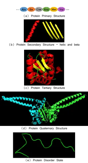 Fig 1. Different levels of protein structures and unstructured state. (a) Primary structure, linear sequence of amino acid residues