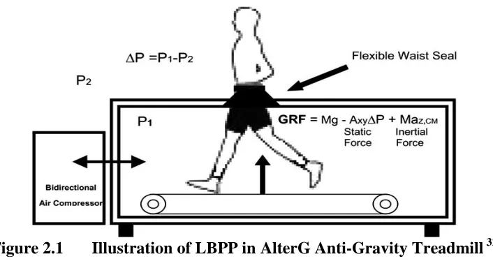 Figure 2.1  Illustration of LBPP in AlterG Anti-Gravity Treadmill 32 Another study looked at the effects of a LBPP device to produce weight loss in 
