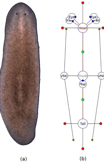 Figure 1.3: A wild-type planarian organism (a), along with its graph representation(b) in the Planform software tool.