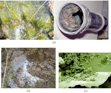 Figure 2.1: (a) Bioﬁlm growth on rocks in a stream (USGS) and within a kitchen pipe (MSUCenter for Bioﬁlm Engineering)