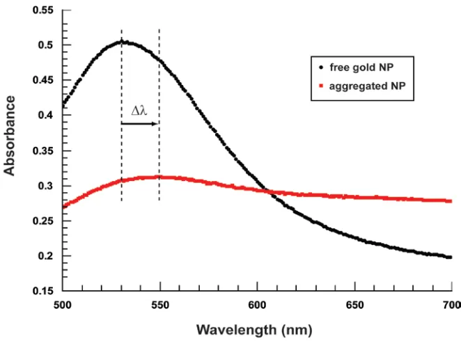 Figure 1.3 Aggregation-Induced Spectrum Shift. As the nanoparticles are brought close together by their mutual hybridization to the same target strand, their plasmons couple and their absorbance spectrum changes in three notable ways