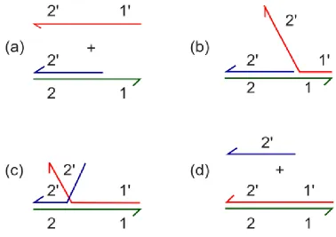 Figure 1.4 Toehold-Mediated Strand Displacement.strand and the blue strand compete for base pairing with the green basal strand
