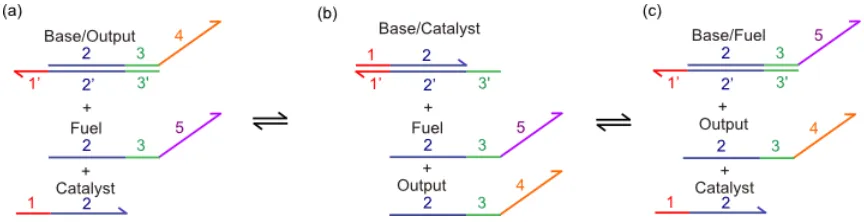 Figure 1.5 Seesaw Switch Mechanism. a) The base/output complex and the fuel strand are metastable in the absence of the catalyst strand
