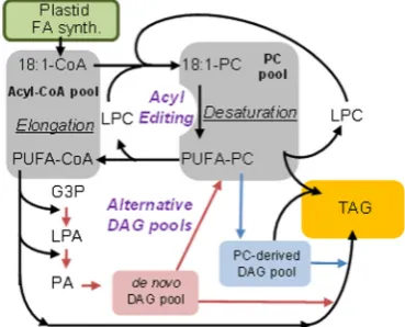 Fig. 3 Overview of the major reactions involved in fatty acid andtriacylglycerol synthesis (adapted with permission from Bates et al