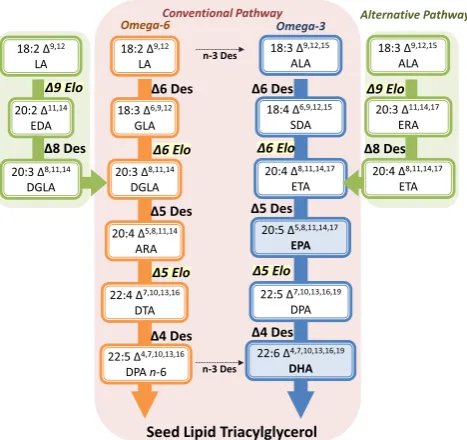 Fig. 2 A schematic representation of the conventional LC-PUFA Δ6-biosynthetic pathway from linoleic and α-linolenic acid precursors