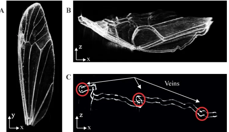 Figure 2.3 Reconstructed model from the micro-CT scan. (A) 3-D reconstructed model of the crane fly forewing, (B) sliced-view of the reconstructed model at approximately a half its spanwise y-direction and (C) sample 2-D cross-sectional image [59]