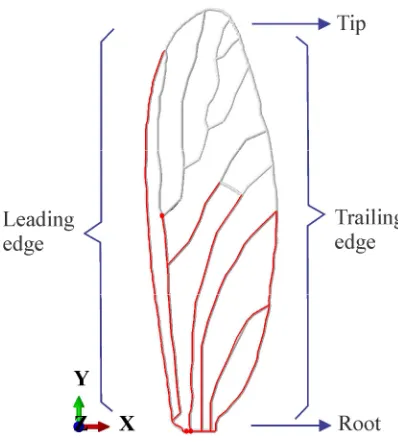Figure 2.5 Thick veins and thin veins sets for the crane fly forewing. Distribution of the thick (red lines) and thin (gray lines) veins on the CAD model of the crane fly forewing