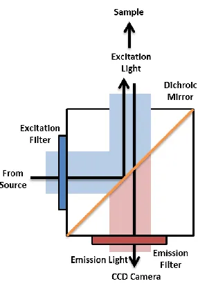Figure 1.2 Illustration of the light path through a filter cube of an inverted fluorescence microscope