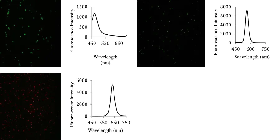 Figure 2.2 Digital fluorescence microscope images and fluorescence spectra (λex = 400 nm) of mesoporous silica beads embedded with QDs (a) 480 nm, (b) 560 nm, (c) 620 nm SiQDs