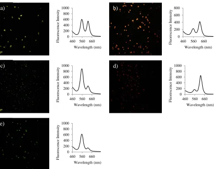 Figure 2.3 Digital fluorescence microscope images and fluorescence spectra (λex = 400 nm) of mesoporous silica beads embedded with green (565 nm) and red (620 nm) QDs at different ratios: (a) 1:1, (b) 1:2, (c) 3:1, (d) 1:4, (e) 4:1