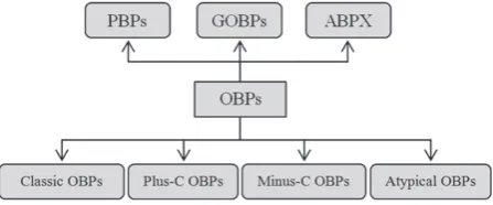Fig. 1. Classificationschemeofinsectodorantbindingpro-teins (OBPs) according to their primary protein sequence