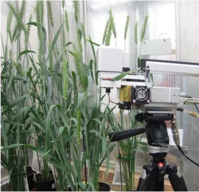 Figure 1. Gas-exchange analyses (LI-6400XT) of wheat T1 transformant plants growing in the glasshouse