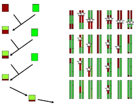 Figure 2:    The production of near isogenic lines (NILs): a mosaic of fragment of Avalon (red) and Cadenza (green) are converted to lines in which only one region differs, with the rest of the genetic background increasingly uniform