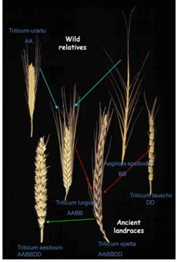 Figure 3 The evolution of bread wheat. The synthetic parent crossed with Paragon was produced by repeating this process under laboratory conditions 