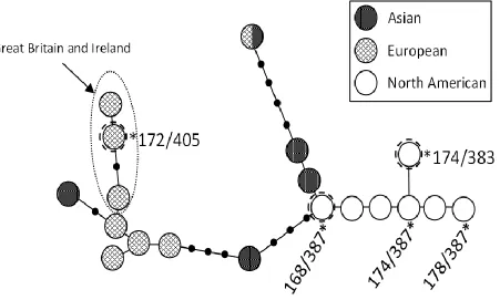 Figure 3.  Median-joining network of 19 haplotypes composed of microsatellite loci linked on the Y chromosome, illustrating the phylogenetic placement of the 5 haplotypes found in 133 male red foxes from the Eastern United States relative to 16 previously 