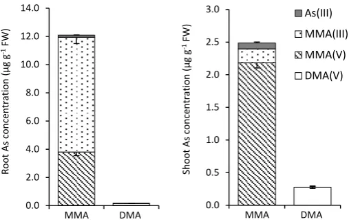 Figure 3.3 Mean arsenic speciation in rice plants exposed to 5 μM MMA or DMA in axenic culture