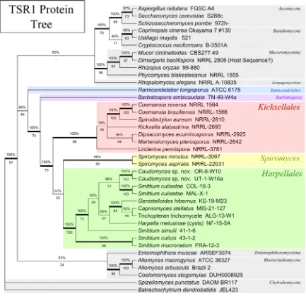 Figure 1.2 Phylogeny of the Kickxellomycotina based on an alignment of TSR1 