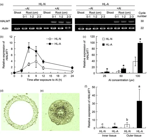 Figure 5. Expression pattern ofHL(c) Dose-dependent expression ofHL(f) Tissue speciﬁcity ofActin(d,e) Outer tissues (d) and inner tissues (e) of the roots (7.5 HlALMT1 in H