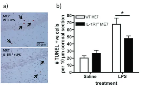 Fig. 5 IL-1RI-dependence of LPS-induced apoptosis. ME7 animals,IL-1R1groups.coronal sections