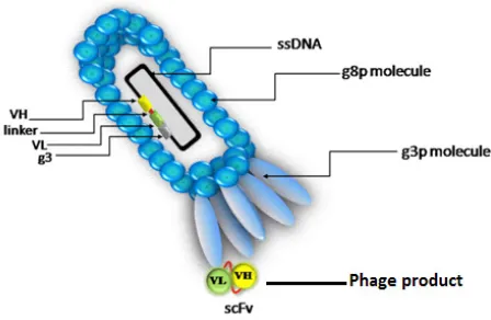 Figure 1: Schematic diagram showing the phage display of scFv. Source: www.kck.usm.my.20 
