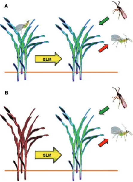Fig. 5. Plant-defence‘repelling’ aphids could be activated by naturally occurring smalllipophilic molecules (SLM) identiﬁed from (A) pest-damaged orcompounds‘attracting’parasitoidsand(B) nonhost plants.