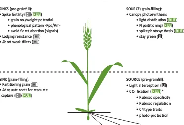 Figure 4.2. A conceptual platfWhere: HI = harvest index; RUE = radiaassimilates and their predominant expression is considered either before or during grain- orm for designing crosses that combine complementary yield potenti al traits in wheat (based on tr