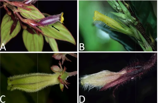 Figure 1.1 – Columnea katzensteiniae