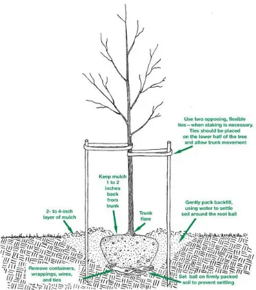 Figure 11. Planting a Tree (Source: ISA 2014) 