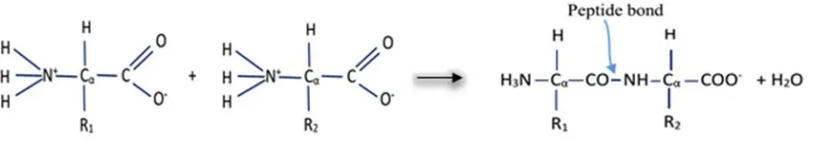 Figure 2: Condensation reaction that forms protein chain by developing peptide bond between two amino acids