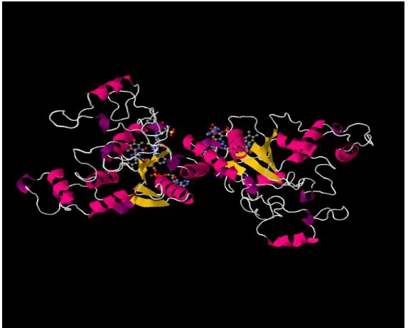Figure 5: A simple example of protein quaternary structure is the structure of Quinone reductase
