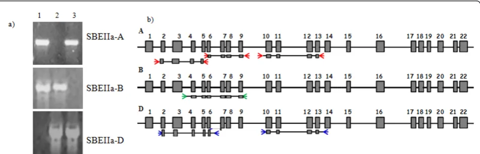 Figure 1 Design and testing of primers for first round PCRamplicons. ForSBEIIa-B. a) Electrophoretic profile of the PCR products obtained from Langdon (1),Langdon 2D(2A) (2), Langdon 2D(2B) (3) by using homoeoallele specific primer pairs