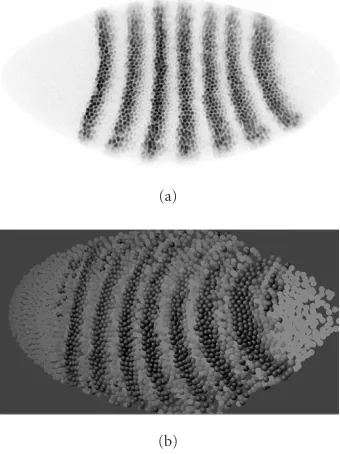 Figure 1: An example of an expression pattern image and its 3Dreconstruction for Drosophila